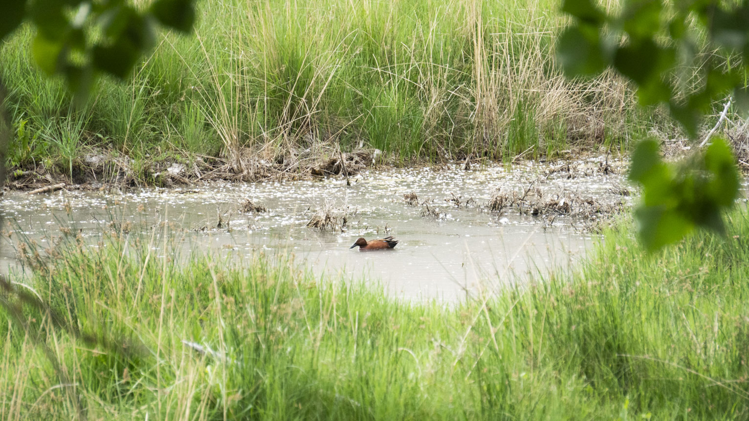 A cinnamon teal in the stream nestled in such bright green grass